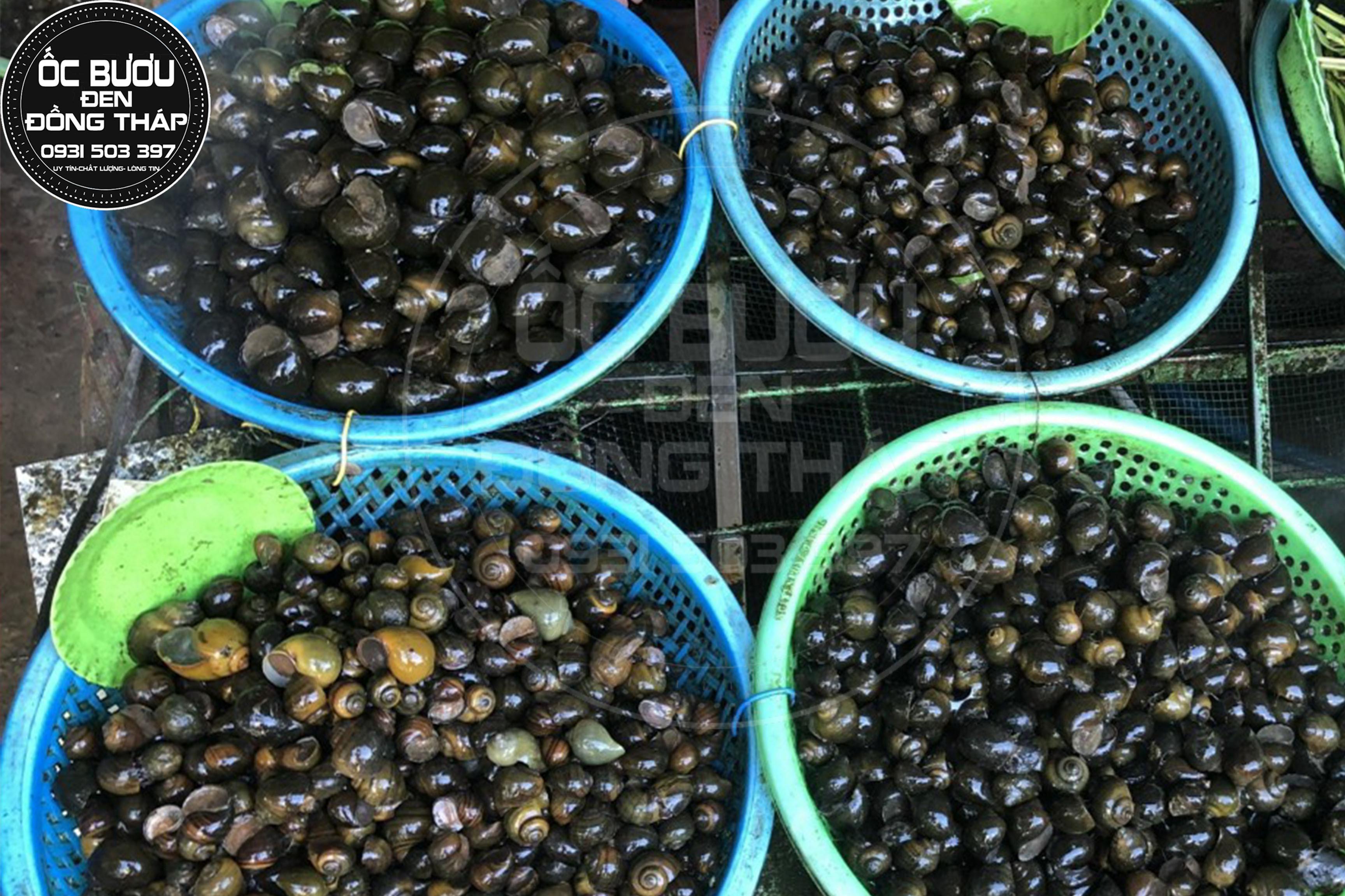 Giá Ốc Bươu Đen Thương Phẩm  và Ốc Lác Thương Phẩm Đầu Năm 2022 tăng đốt biến 110.000 đồng / 1kg